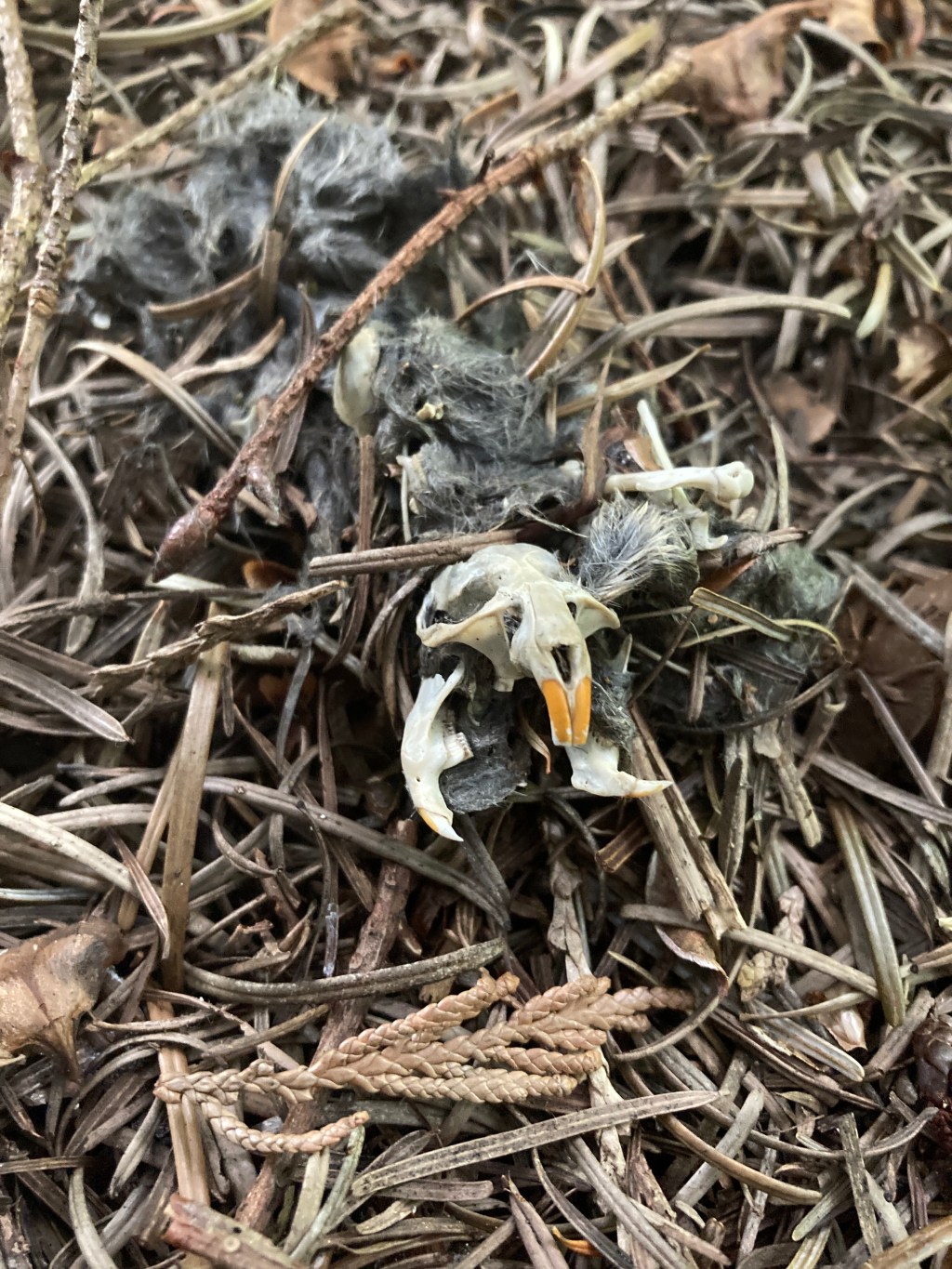 what is “hopedark”?